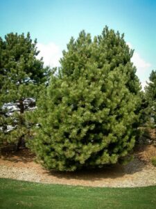 Сосна Чёрная (Pinus Nigra) купить по цене от 270.00р. в интернет-магазине «Посадика» с доставкой почтой в в Трехгорныйе и по всей России – [изображение №1].