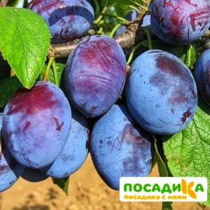 Слива Чачакская ранняя купить по цене от 229.00р. в интернет-магазине «Посадика» с доставкой почтой в в Трехгорныйе и по всей России – [изображение №1].