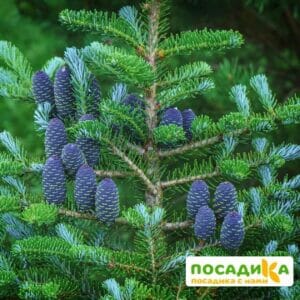 Пихта корейская (Abies koreana) купить по цене от 450.00р. в интернет-магазине «Посадика» с доставкой почтой в в Трехгорныйе и по всей России – [изображение №1].