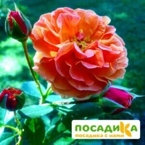 Роза Арабия купить по цене от 350.00р. в интернет-магазине «Посадика» с доставкой почтой в в Трехгорныйе и по всей России – [изображение №1].