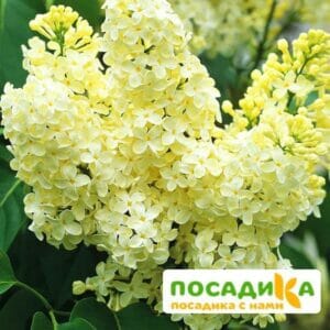 Сирень Примроуз (Primrose) купить по цене от 529.00р. в интернет-магазине «Посадика» с доставкой почтой в в Трехгорныйе и по всей России – [изображение №1].