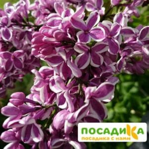 Сирень Сенсация купить по цене от 529.00р. в интернет-магазине «Посадика» с доставкой почтой в в Трехгорныйе и по всей России – [изображение №1].