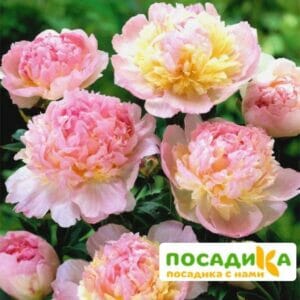 Пион Распберри Сандей (Paeonia Raspberry Sundae) купить по цене от 959р. в интернет-магазине «Посадика» с доставкой почтой в в Трехгорныйе и по всей России – [изображение №1].