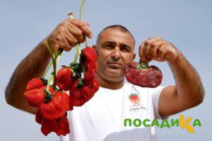 Клубника Гигант Джорнея купить по цене от 266р. в интернет-магазине «Посадика» с доставкой почтой в в Трехгорныйе и по всей России – [изображение №1].