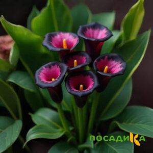 Калла Аура Лейс купить по цене от 400р. в интернет-магазине «Посадика» с доставкой почтой в в Трехгорныйе и по всей России – [изображение №1].
