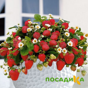 Клубника Рубиновый Шепот (горшечная) купить по цене от 240р. в интернет-магазине «Посадика» с доставкой почтой в в Трехгорныйе и по всей России – [изображение №1].