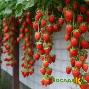 Клубника вьющаяся Комплимент купить по цене от 470р. в интернет-магазине «Посадика» с доставкой почтой в в Трехгорныйе и по всей России – [изображение №1].