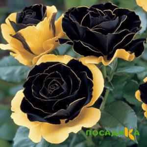 Роза Ханни Сикл купить по цене от 700р. в интернет-магазине «Посадика» с доставкой почтой в в Трехгорныйе и по всей России – [изображение №1].