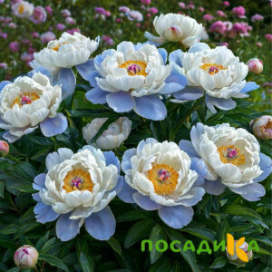 Пион акварельный Этюд купить по цене от 806р. в интернет-магазине «Посадика» с доставкой почтой в в Трехгорныйе и по всей России – [изображение №1].