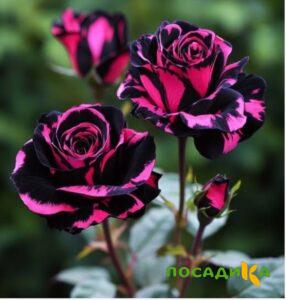 Роза Багровый Шепот купить по цене от 366р. в интернет-магазине «Посадика» с доставкой почтой в в Трехгорныйе и по всей России – [изображение №1].