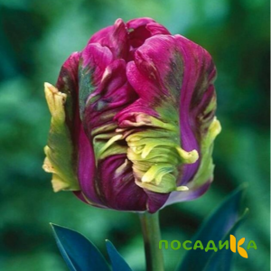 Тюльпан Экзотик Хэвен купить по цене от 186р. в интернет-магазине «Посадика» с доставкой почтой в в Трехгорныйе и по всей России – [изображение №1].