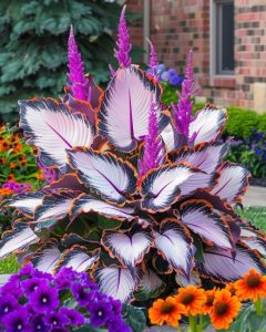 Хоста Кримэн Дрим купить по цене от 549р. в интернет-магазине «Посадика» с доставкой почтой в в Трехгорныйе и по всей России – [изображение №1].