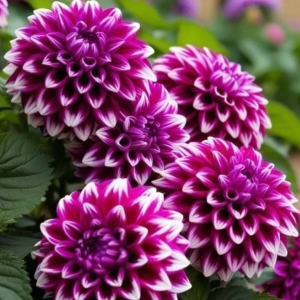 Георгин Кристал Корт купить по цене от 602р. в интернет-магазине «Посадика» с доставкой почтой в в Трехгорныйе и по всей России – [изображение №1].