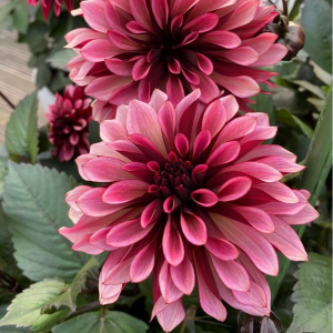 Георгин Перли Сансет купить по цене от 309р. в интернет-магазине «Посадика» с доставкой почтой в в Трехгорныйе и по всей России – [изображение №1].