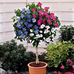 Гибискус-Дерево Триколор купить по цене от 289р. в интернет-магазине «Посадика» с доставкой почтой в в Трехгорныйе и по всей России – [изображение №1].