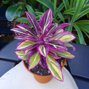 Хоста Сильвер Стик купить по цене от 650р. в интернет-магазине «Посадика» с доставкой почтой в в Трехгорныйе и по всей России – [изображение №1].