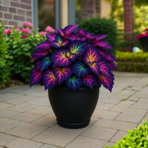 Хоста Фрости Блю купить по цене от 389р. в интернет-магазине «Посадика» с доставкой почтой в в Трехгорныйе и по всей России – [изображение №1].