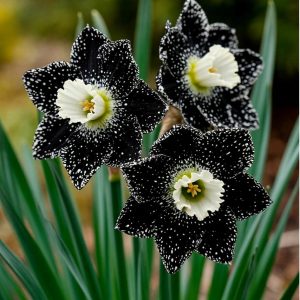 Нарцисс Кассата купить по цене от 372р. в интернет-магазине «Посадика» с доставкой почтой в в Трехгорныйе и по всей России – [изображение №1].