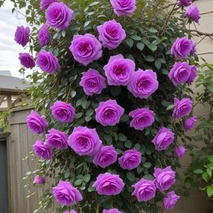 Роза Мистик Уайт купить по цене от 620р. в интернет-магазине «Посадика» с доставкой почтой в в Трехгорныйе и по всей России – [изображение №1].