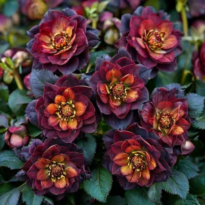 Морозник Сноу Дроп купить по цене от 348р. в интернет-магазине «Посадика» с доставкой почтой в в Трехгорныйе и по всей России – [изображение №1].