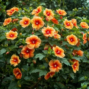 Гибискус Кристал Рэй купить по цене от 458р. в интернет-магазине «Посадика» с доставкой почтой в в Трехгорныйе и по всей России – [изображение №1].