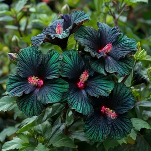 Гибискус Пикок Плюм купить по цене от 490р. в интернет-магазине «Посадика» с доставкой почтой в в Трехгорныйе и по всей России – [изображение №1].