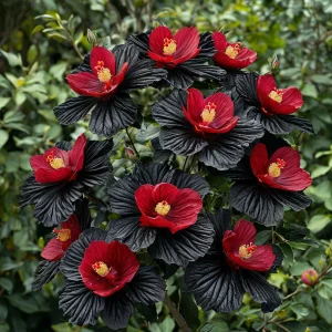 Гибискус Ройял Афеа купить по цене от 460р. в интернет-магазине «Посадика» с доставкой почтой в в Трехгорныйе и по всей России – [изображение №1].