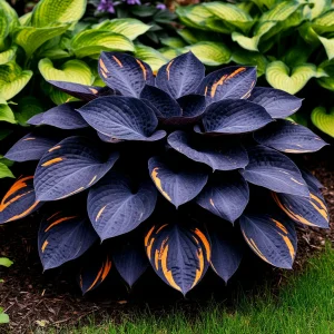 Хоста Умбра купить по цене от 349р. в интернет-магазине «Посадика» с доставкой почтой в в Трехгорныйе и по всей России – [изображение №1].