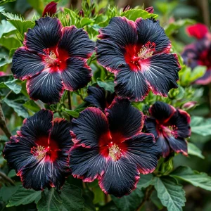 Гибискус садовый Файер Дэнсер купить по цене от 450р. в интернет-магазине «Посадика» с доставкой почтой в в Трехгорныйе и по всей России – [изображение №1].