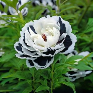 Пион Монохромный Шик купить по цене от 429р. в интернет-магазине «Посадика» с доставкой почтой в в Трехгорныйе и по всей России – [изображение №1].