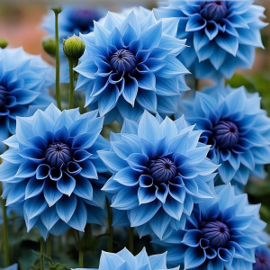 Георгин Вижапе купить по цене от 699р. в интернет-магазине «Посадика» с доставкой почтой в в Трехгорныйе и по всей России – [изображение №1].