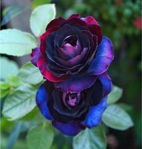 Роза Скарлет Рэвери купить по цене от 489р. в интернет-магазине «Посадика» с доставкой почтой в в Трехгорныйе и по всей России – [изображение №1].