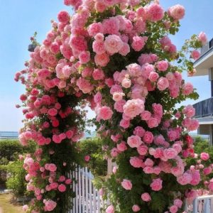 Роза Пастель Розе купить по цене от 605р. в интернет-магазине «Посадика» с доставкой почтой в в Трехгорныйе и по всей России – [изображение №1].